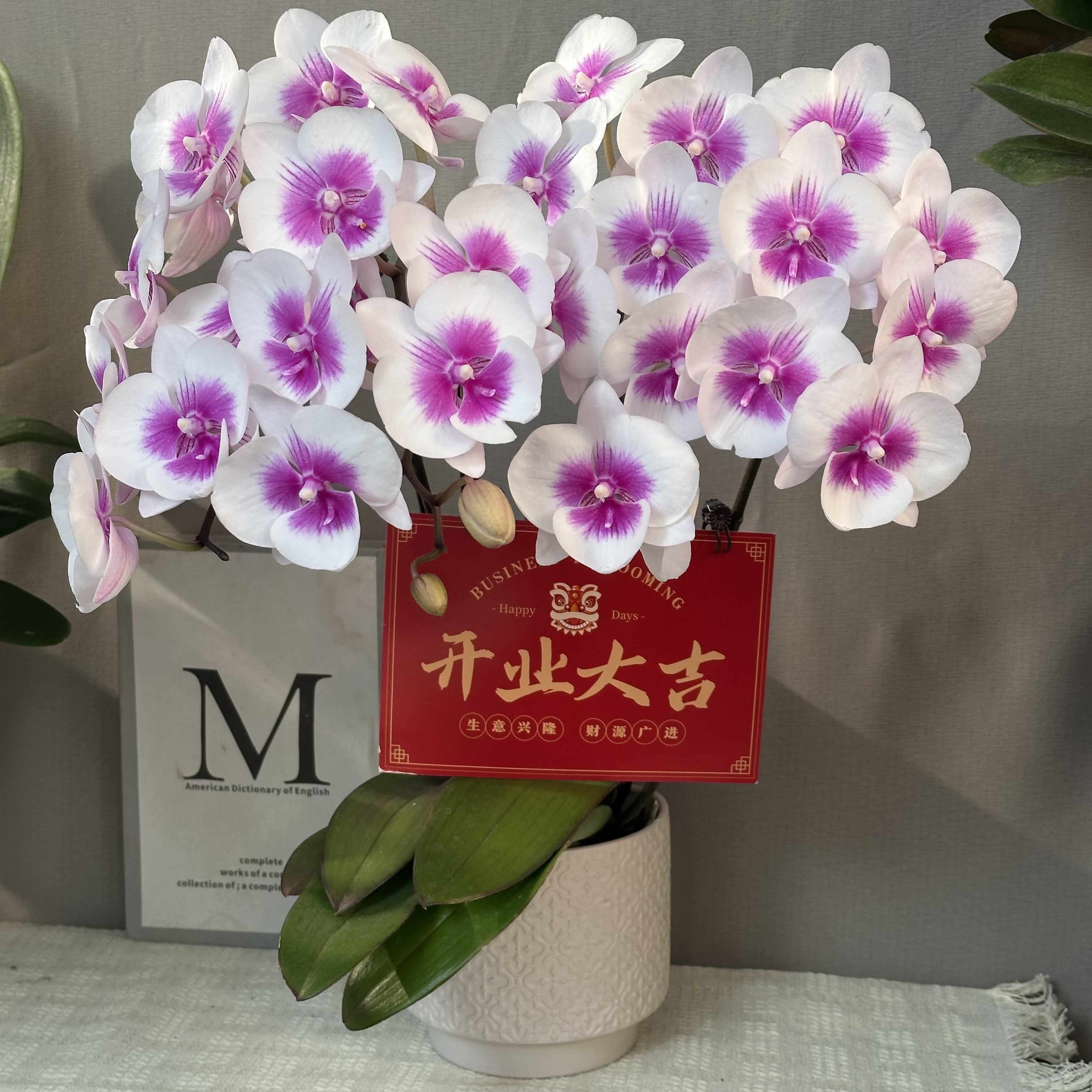 幸福花舍 蝴蝶兰【凤凰鸟】欧洲进口花花 精美组盆 送人送礼