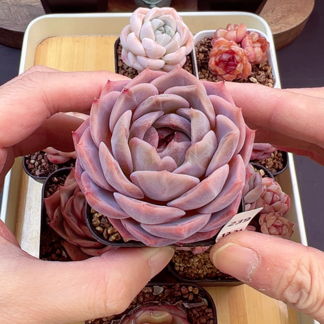 好好看239、哈哈哈哈