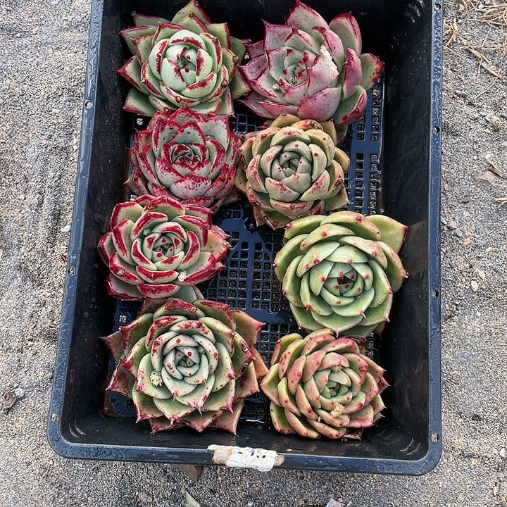 若如东云单拍A238