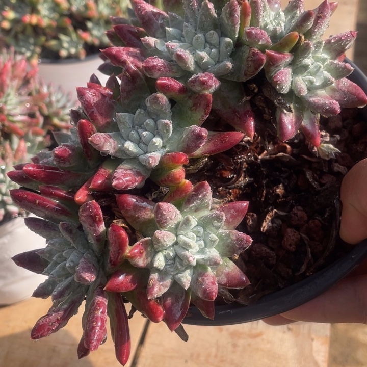 福利粗桩福利粗桩