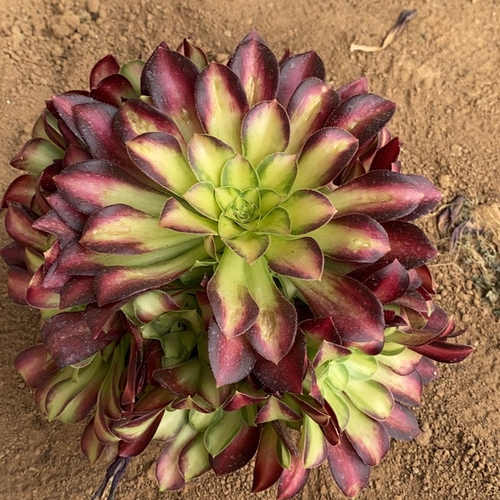 法韶华多肉法师11