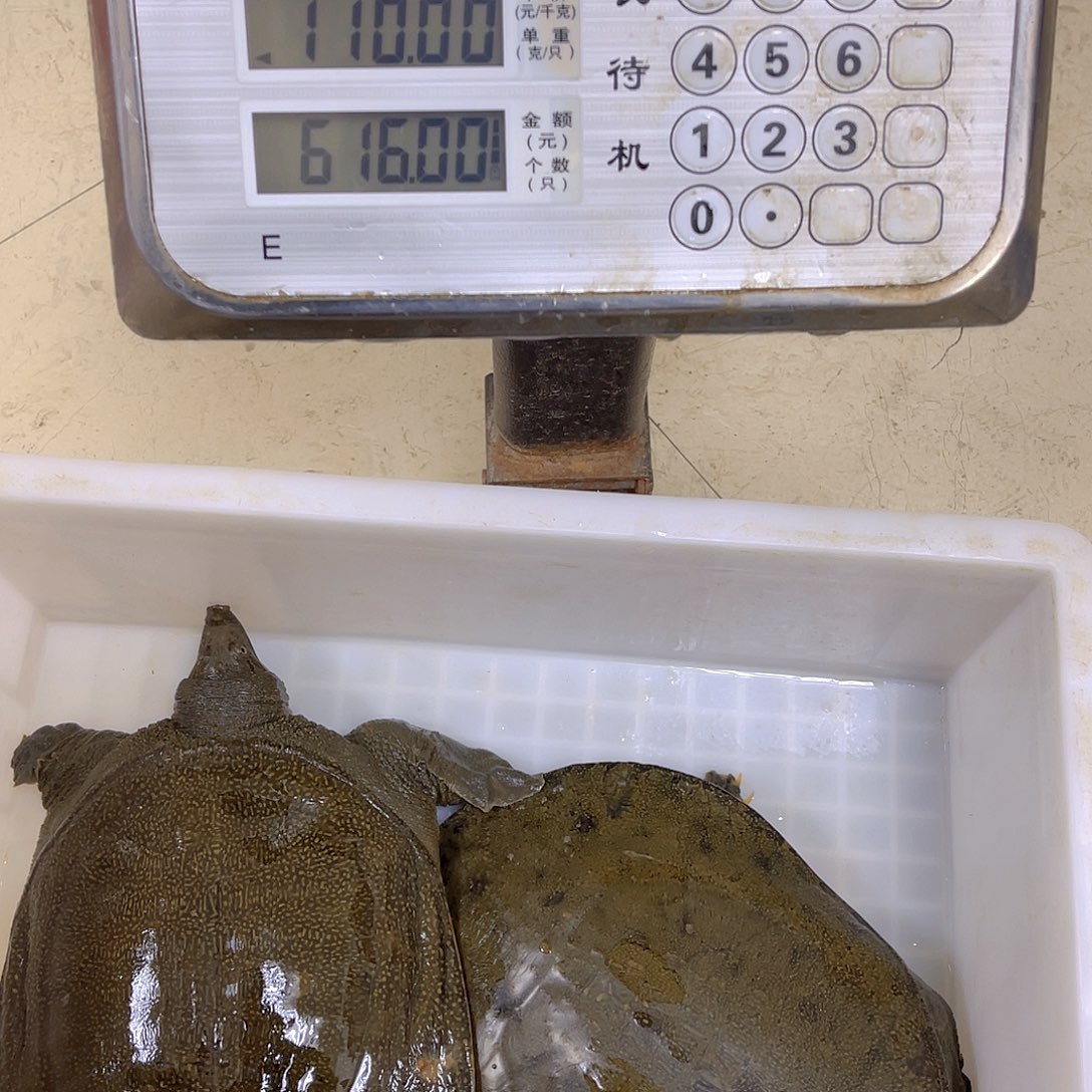 中国大陆野生甲鱼包邮