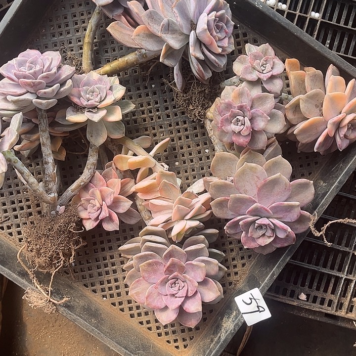 芳***紫乐景59号处理多肉植物