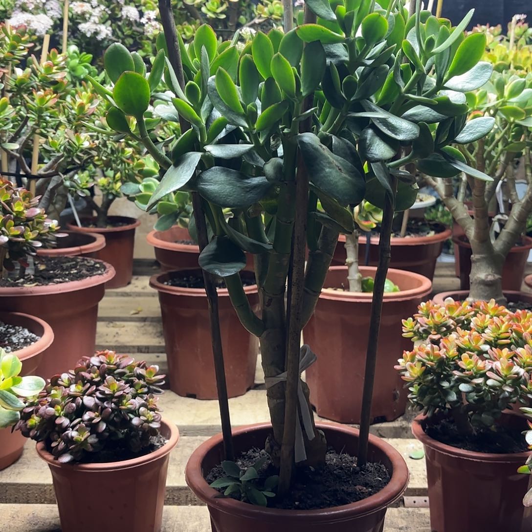 X***，0380青叶玉树带土球发货