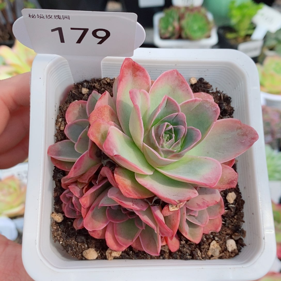 179黄帕群。      多肉玫瑰