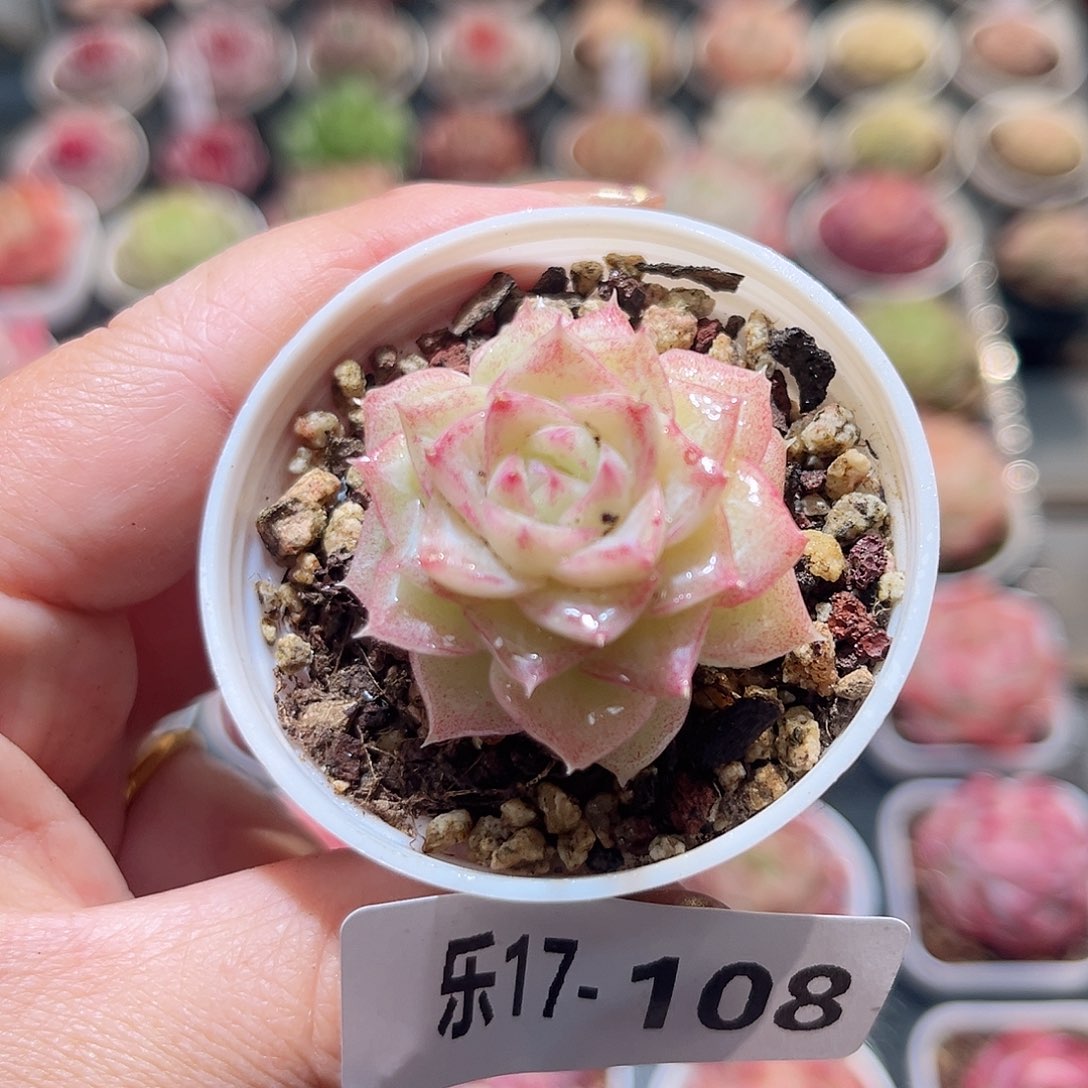 乐17-108 白天鹅单头 