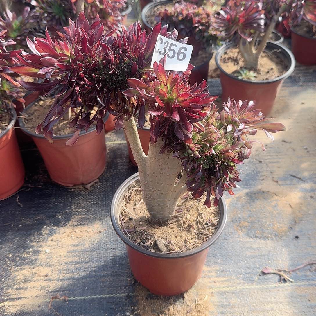 356黑法师一颗呀呀