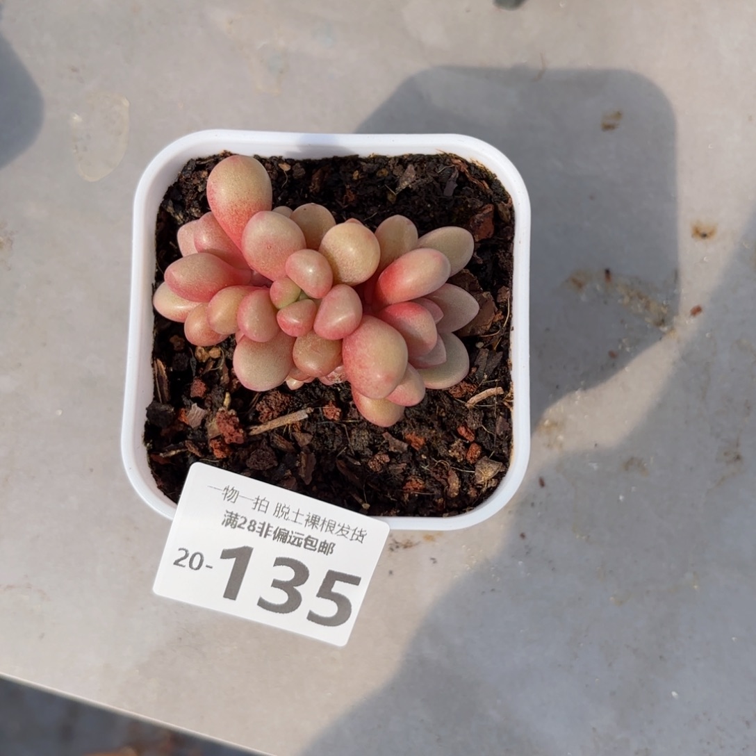 椰先锋派多肉多肉多肉