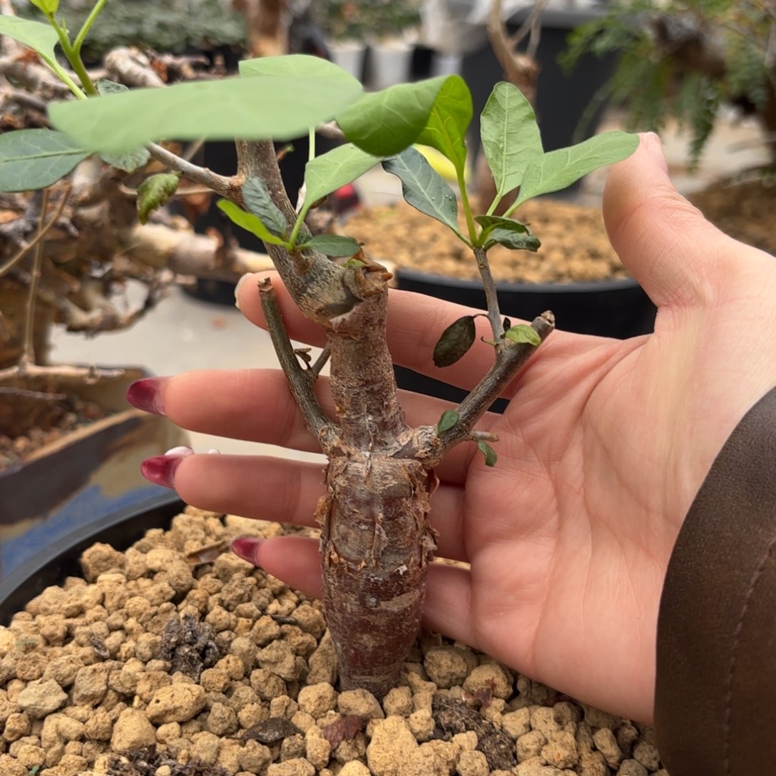 木 舍特利裂榄实生