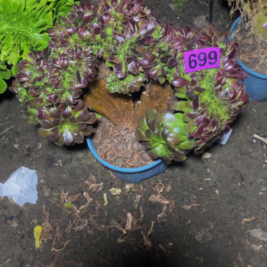 荷兰法师28/////53包邮