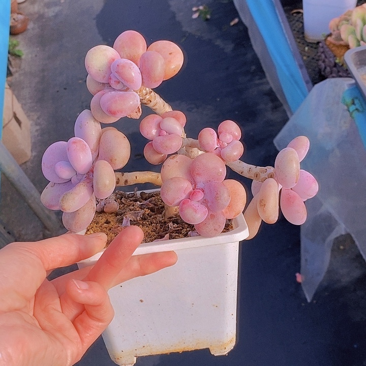 1025多肉植物老桩