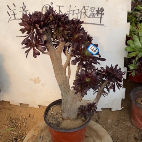 黑法师缀一物一拍