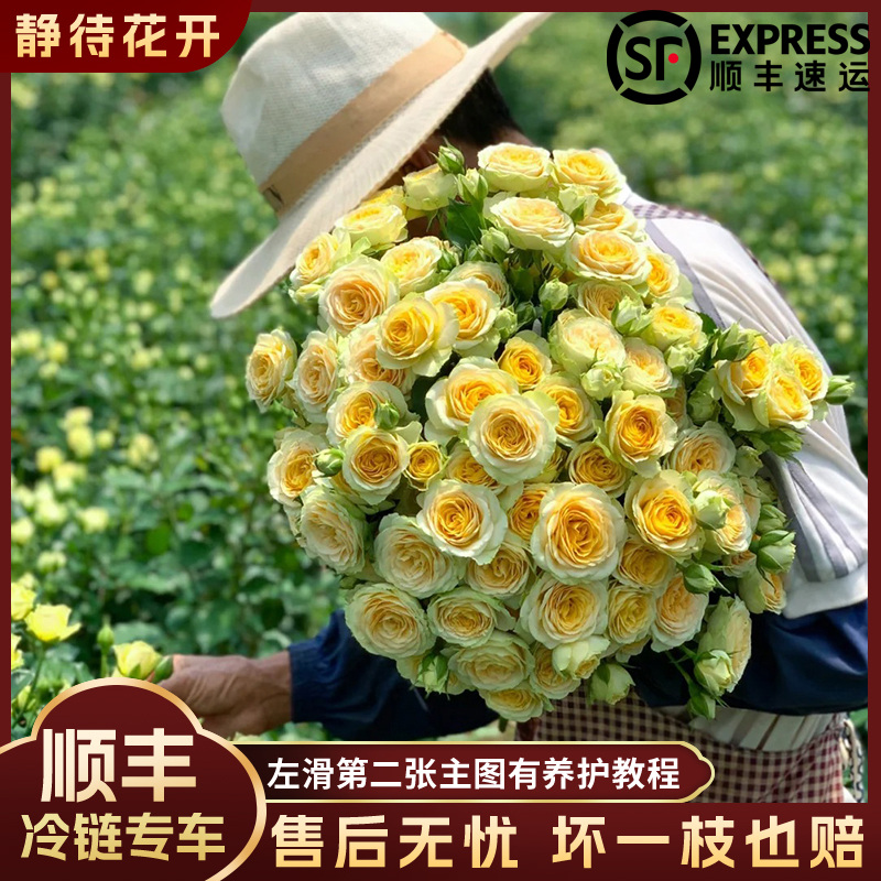【静待花开】牛油果-A级稀有多头玫瑰 云南鲜花斗南花卉顺丰高品质