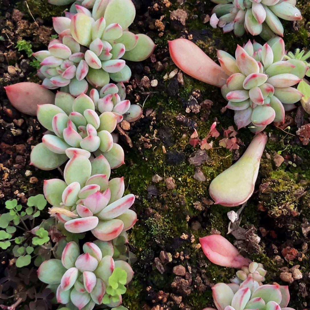 15颗美人系列多肉植物