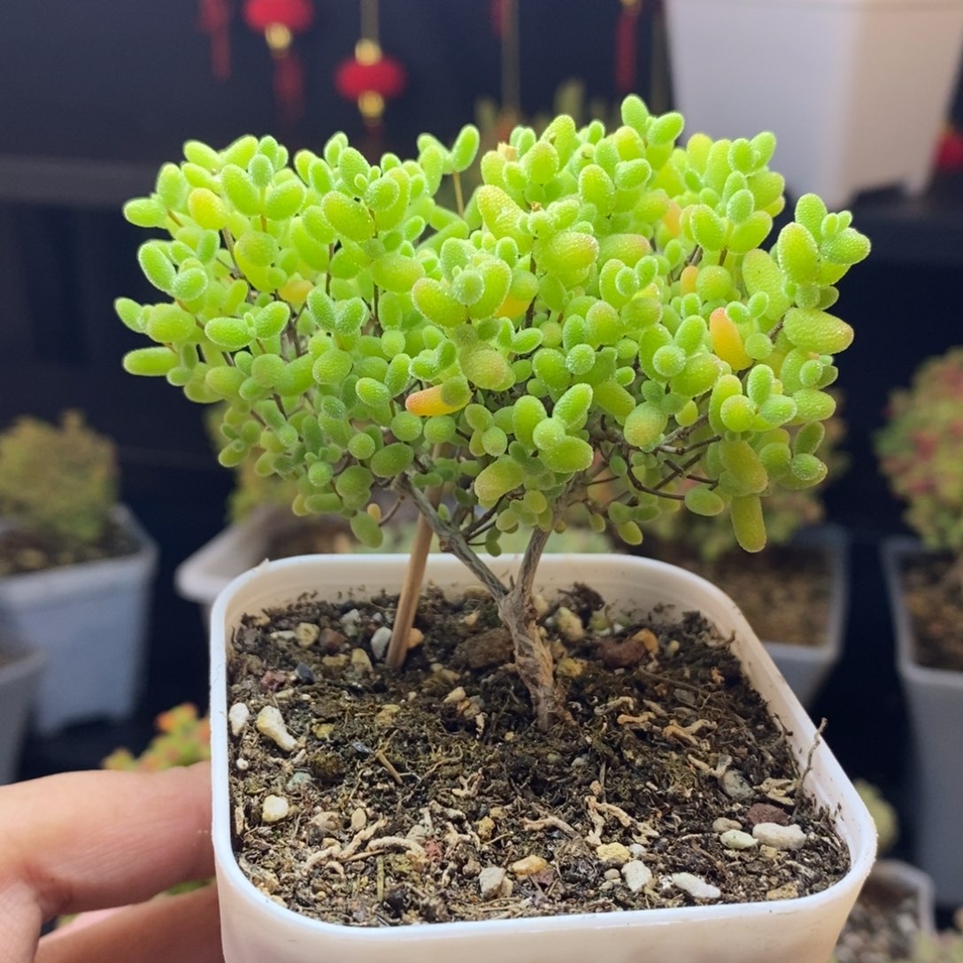 790号蜜橘糖球枝干