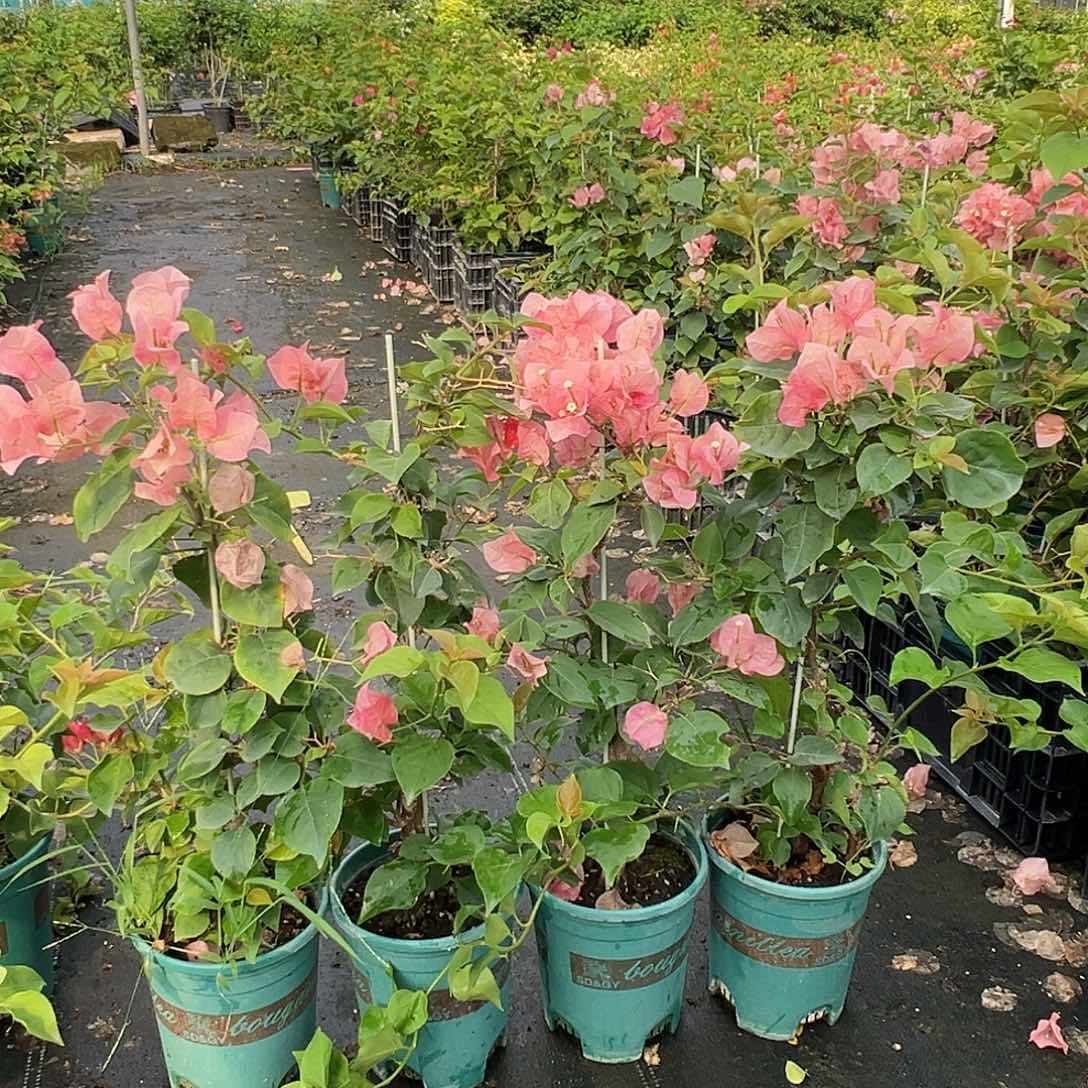 当前无花栽培后可以开花不甜西瓜一颗