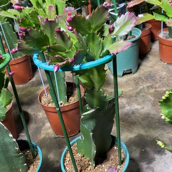 当前无花栽培后可以开花冬***·450嫁接083