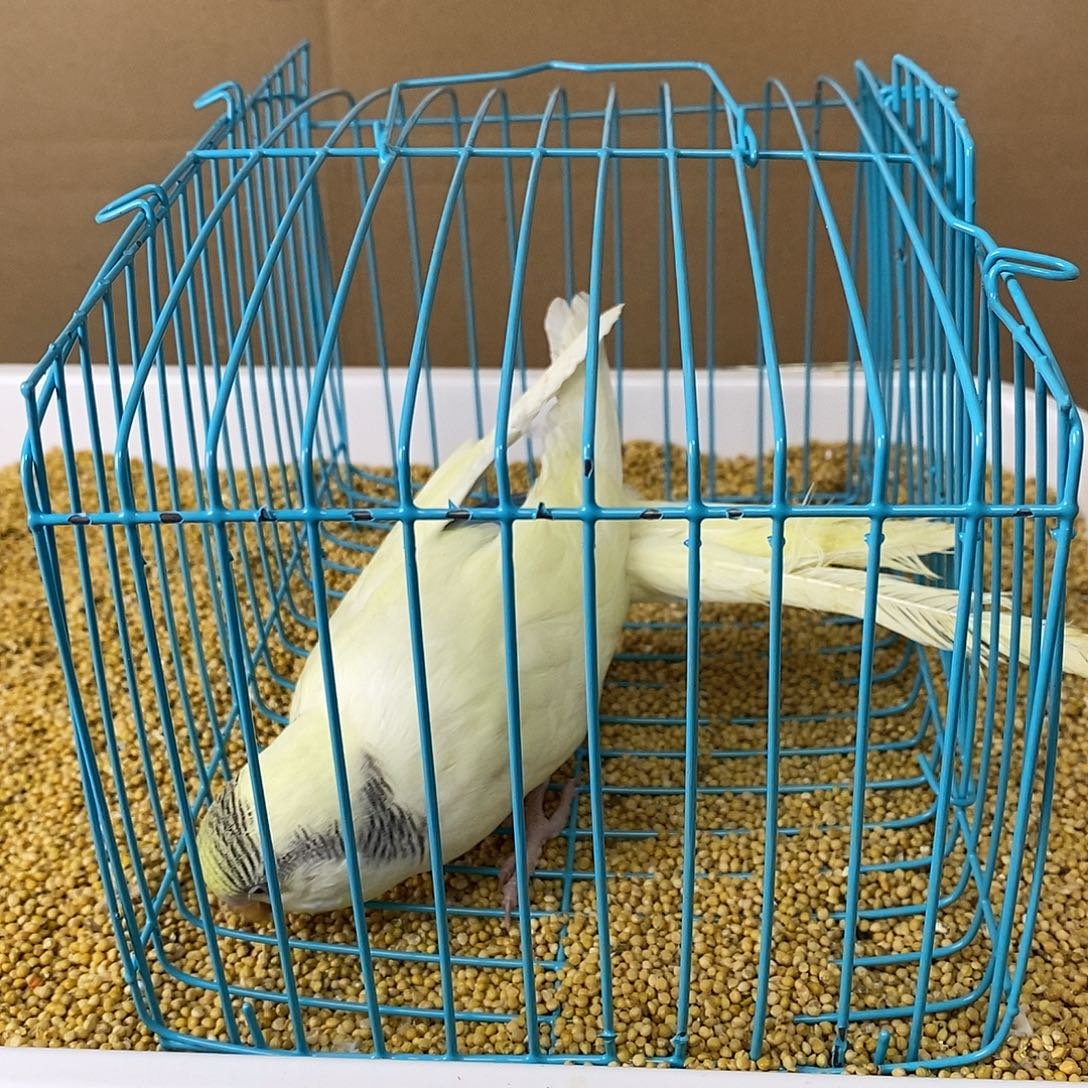 虎皮鹦鹉大头虎皮