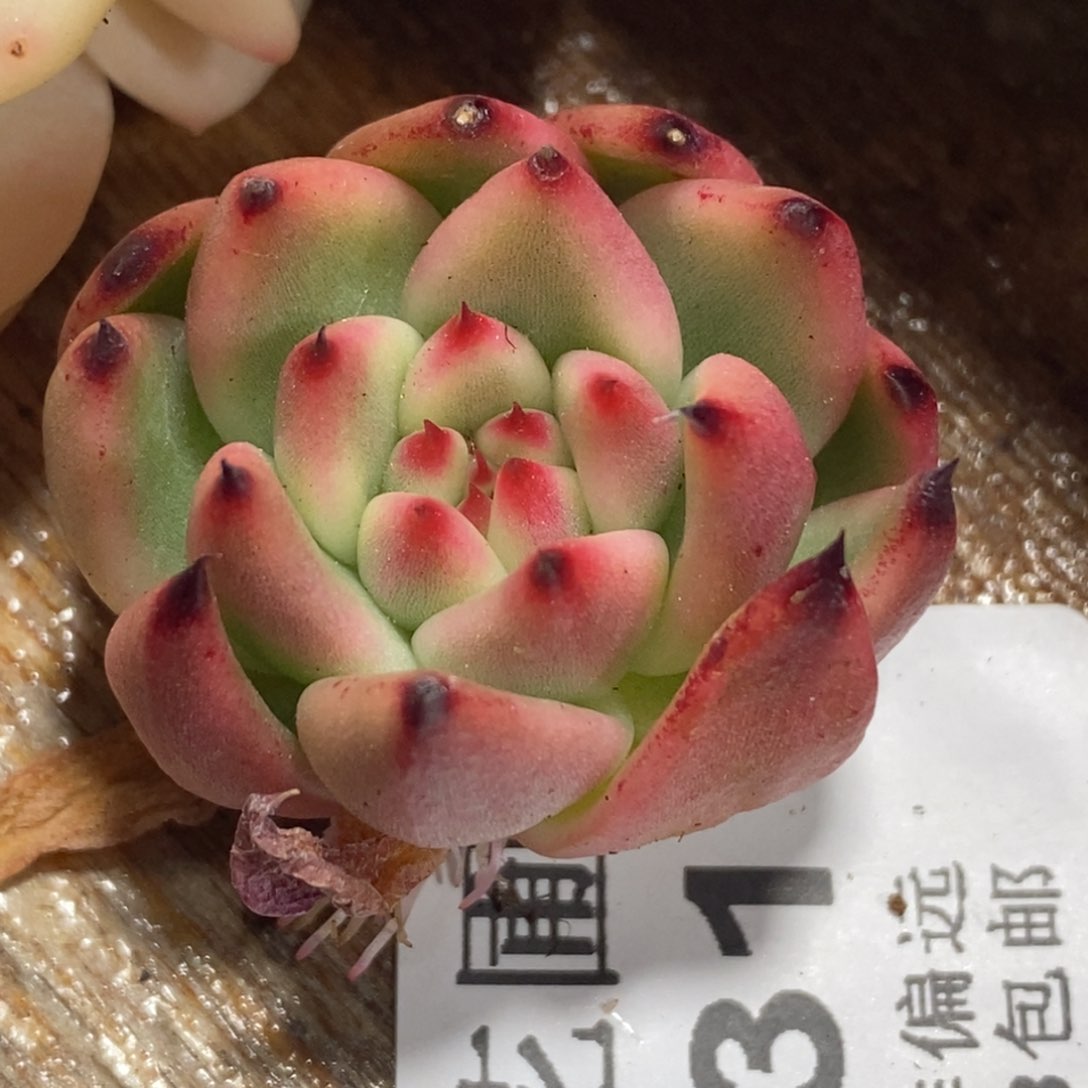 1031摩根锦 小方花圃一物一拍