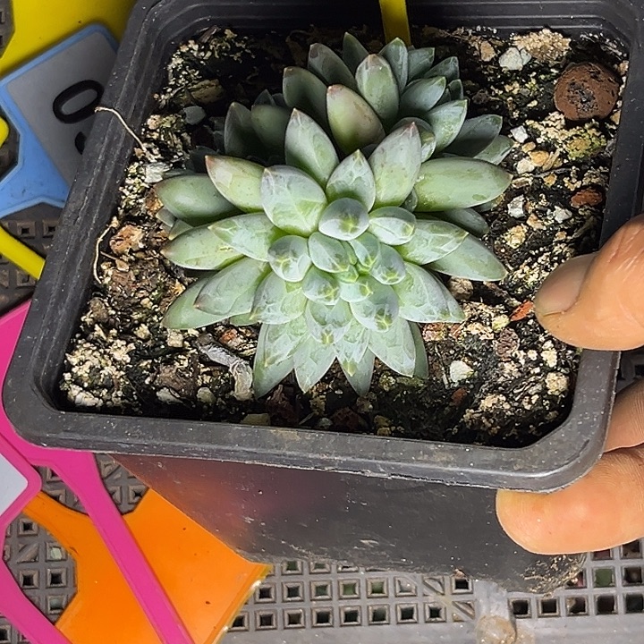 多肉植物姜子牙881