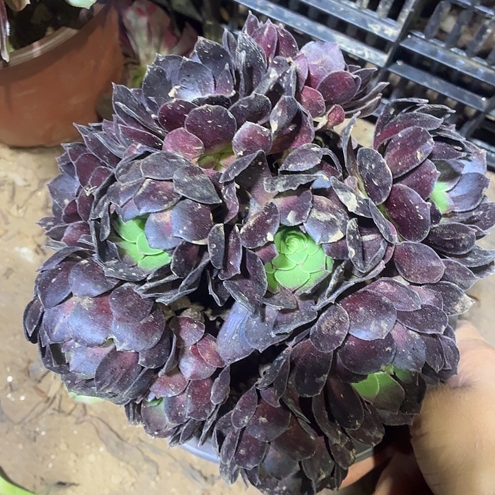 黑玫瑰一棵脱土10