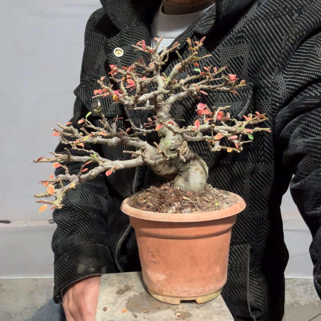 唓***訷云南昭通红花平枝栒子
