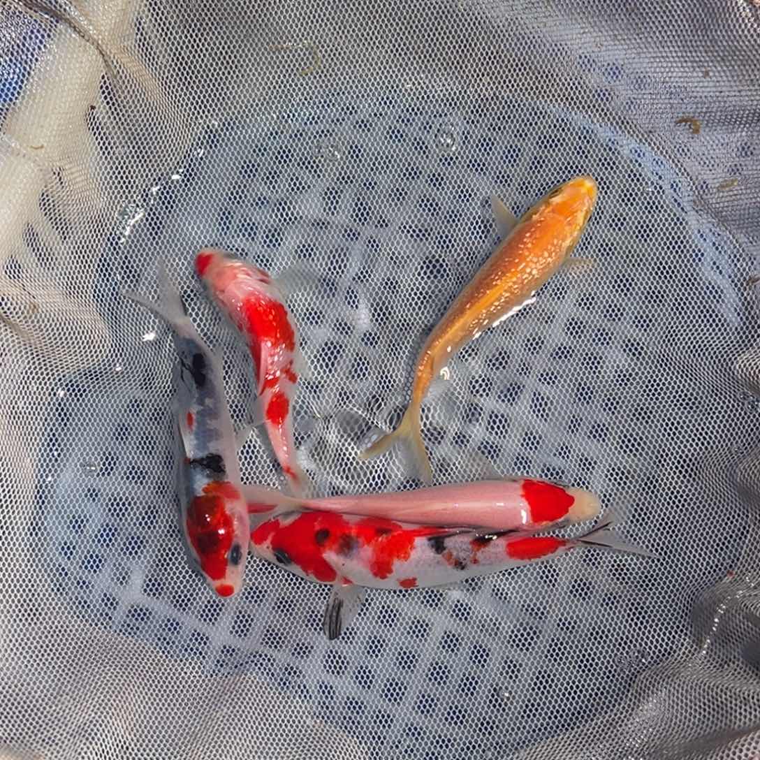 锦鲤锦鲤观赏鱼1111