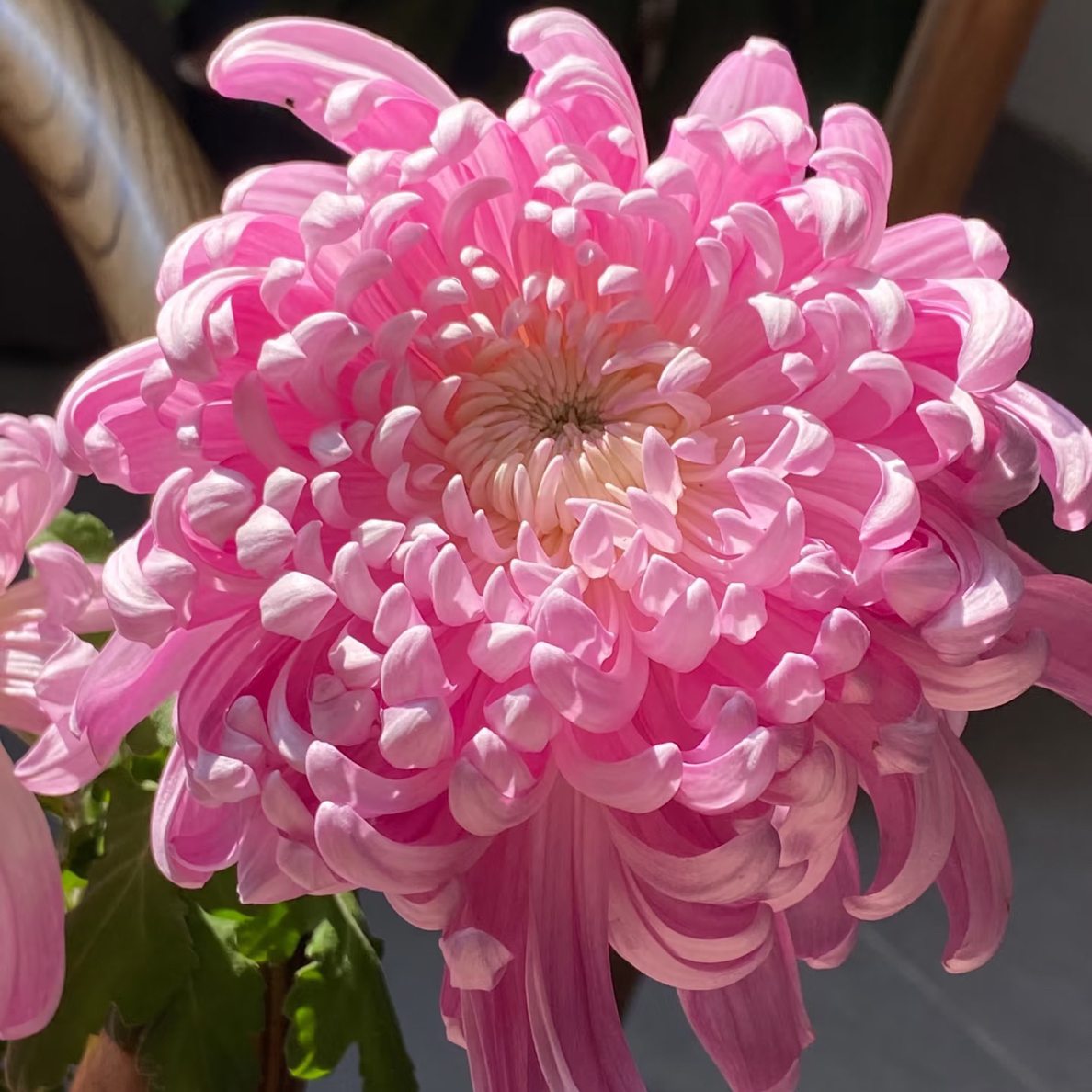 【兼六香】9月大菊成品多年生盆栽花卉绿植耐寒耐热