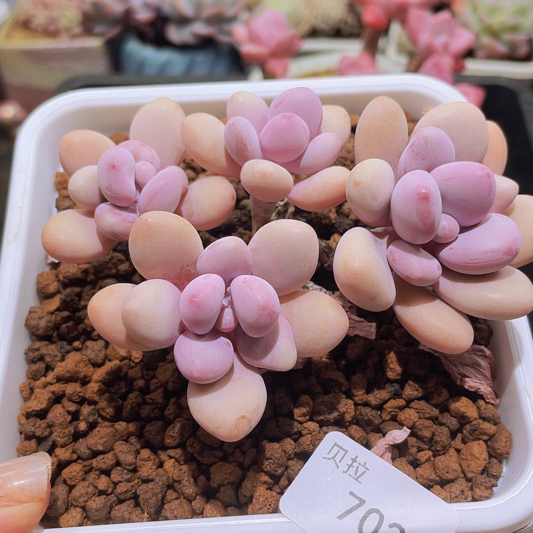 702 精品多肉一物一拍