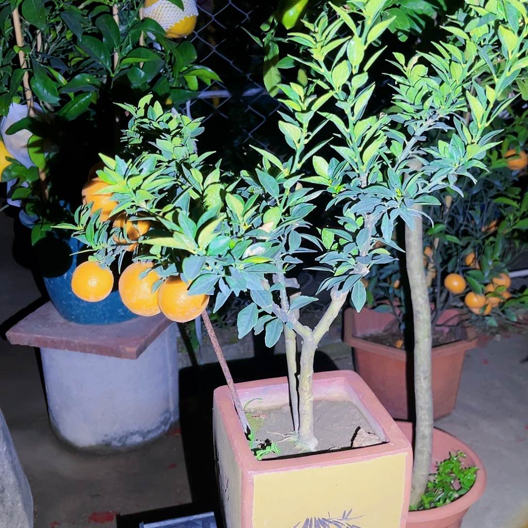 司*森果苗。果苗。果苗6666