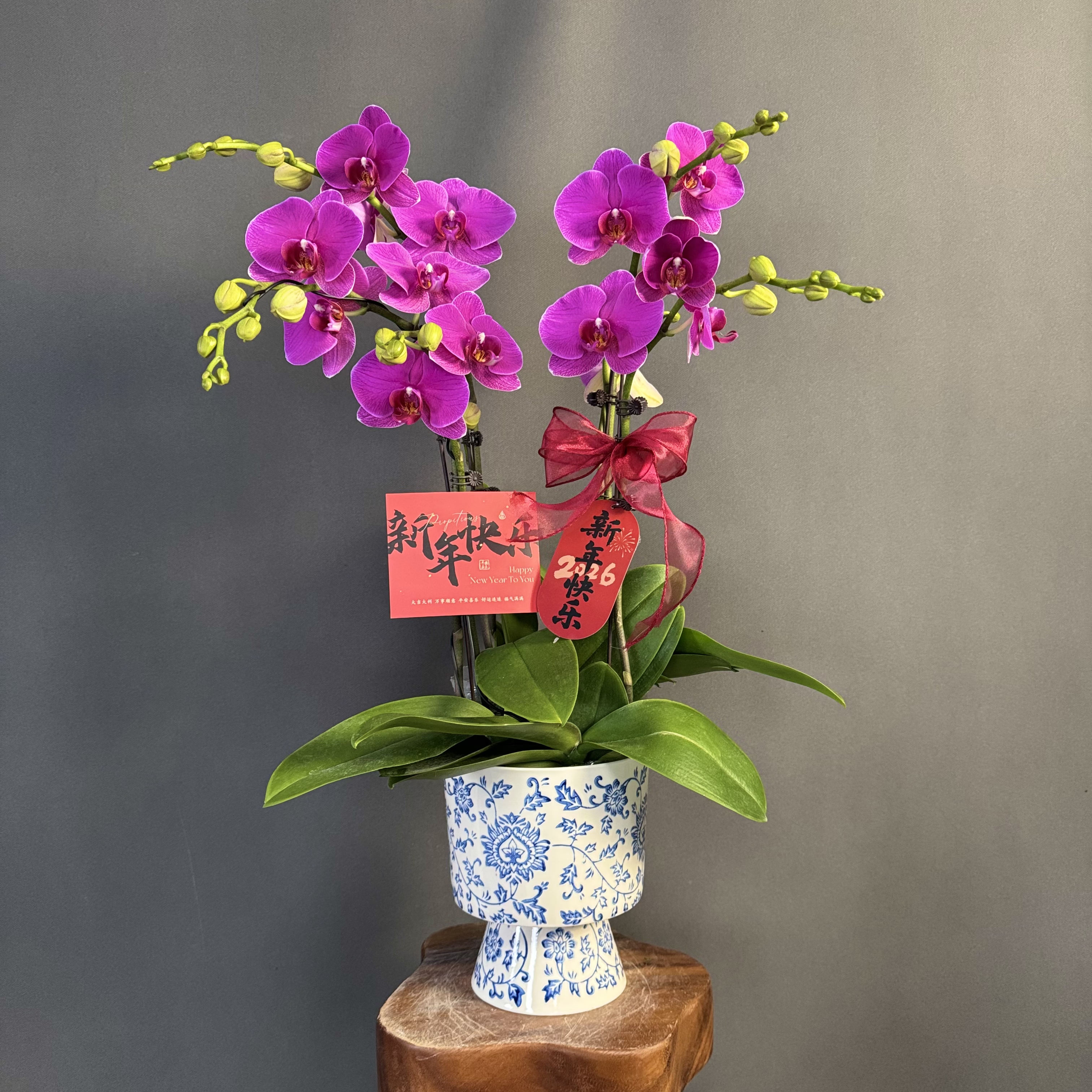 【恭喜发财】紫红色 大花型蝴蝶兰 基地直发 送人送礼高端花卉