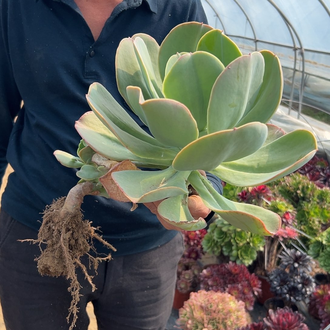 多肉植物大颗瑞碟