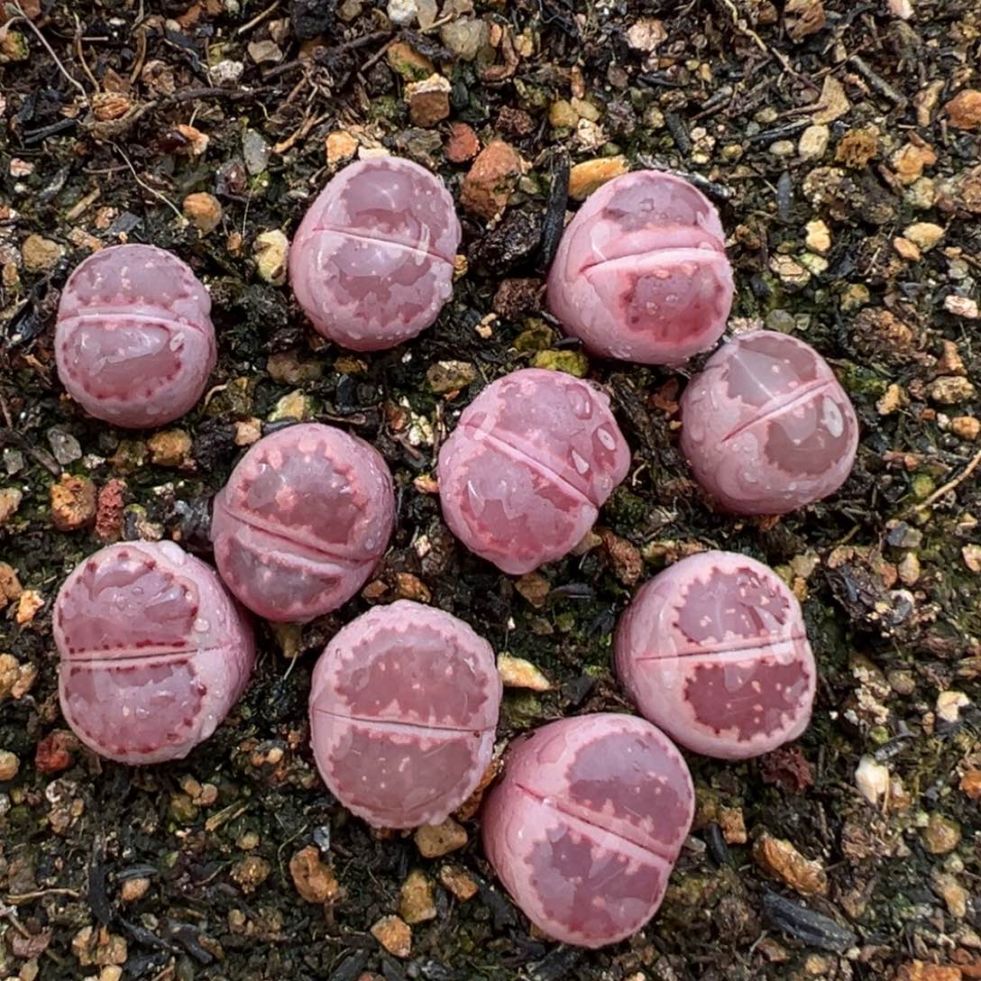 2.15好看的多肉648