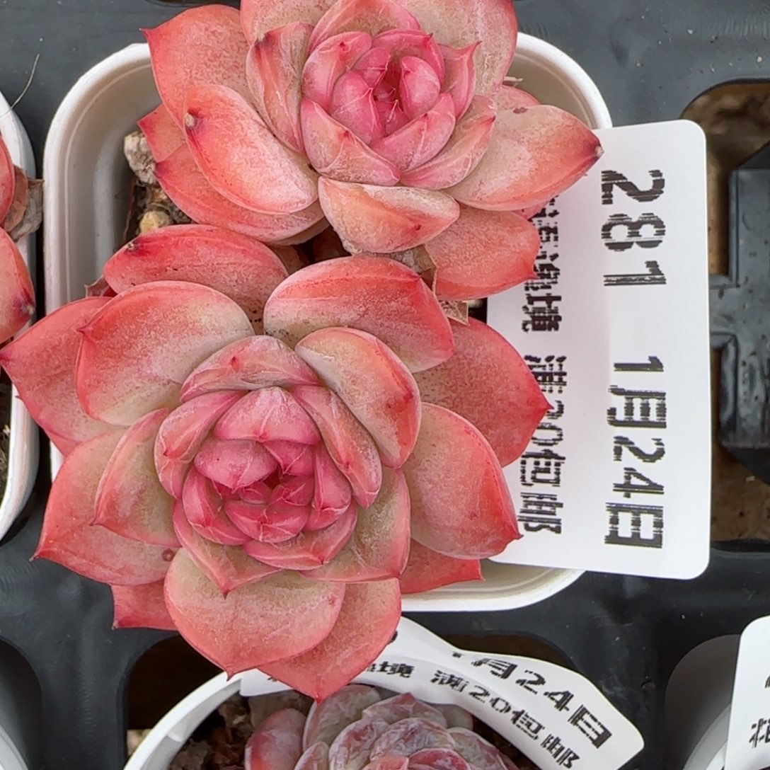 花语逸境0124-281