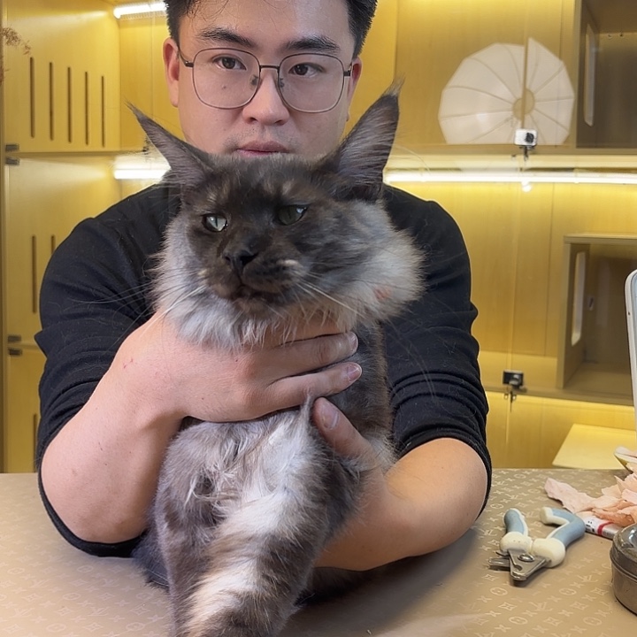 缅因烟灰色弟弟六个月烟灰色弟弟六个月了