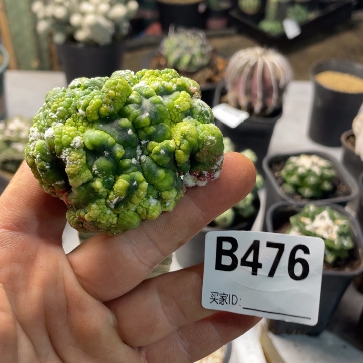 476悟空兜追仙人球