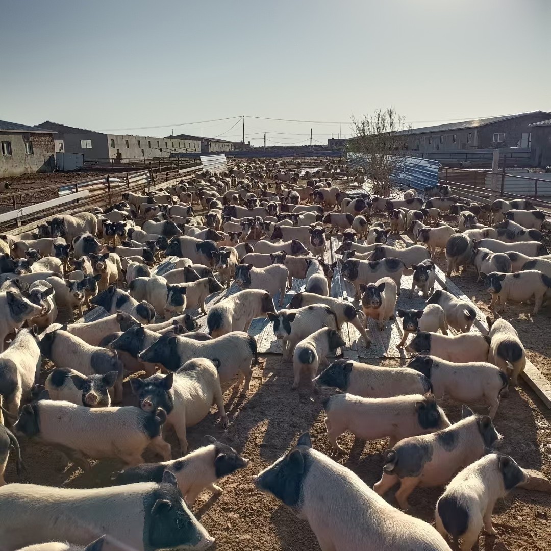巴马香猪 两头以上包邮