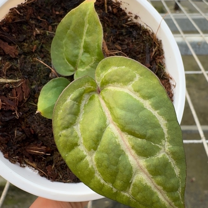 完全开放5号粉紫杂绝紫