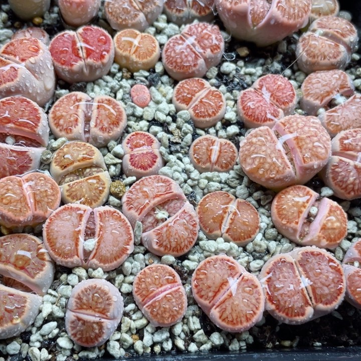 香****b786岛田红窗菊带盆