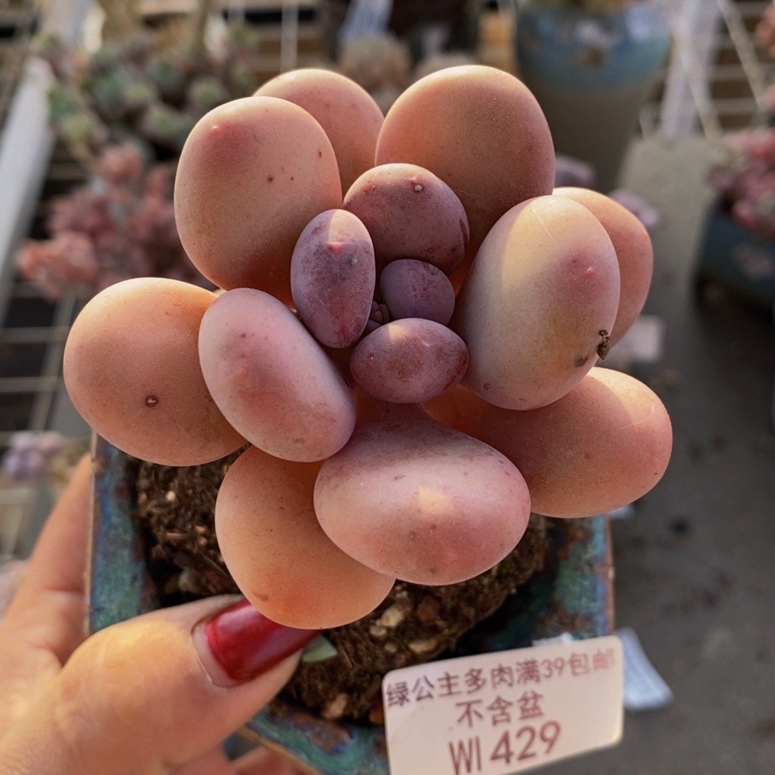 蛋黄奶酪429/6c m