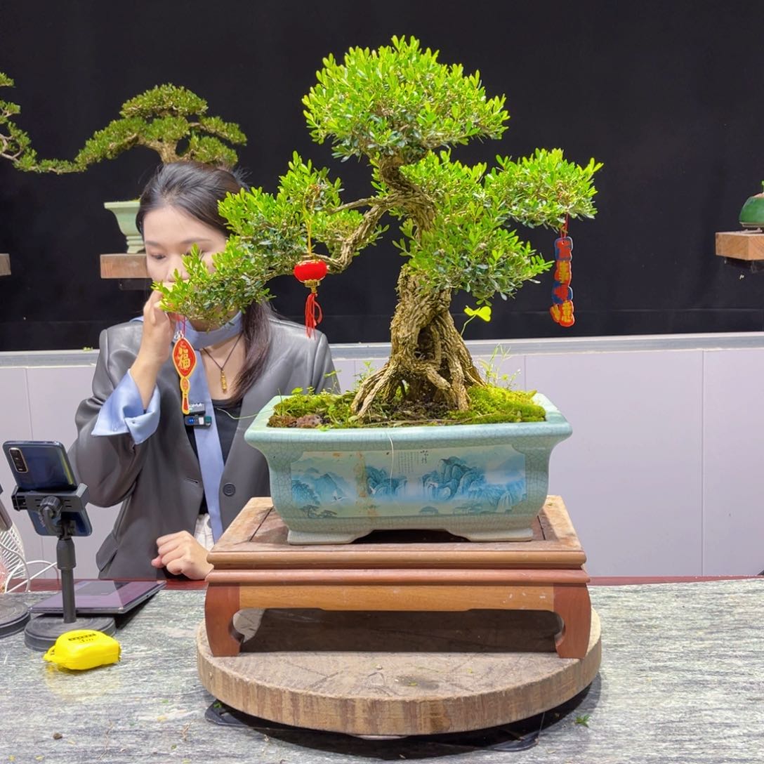 四季常青老桩黄杨盆景