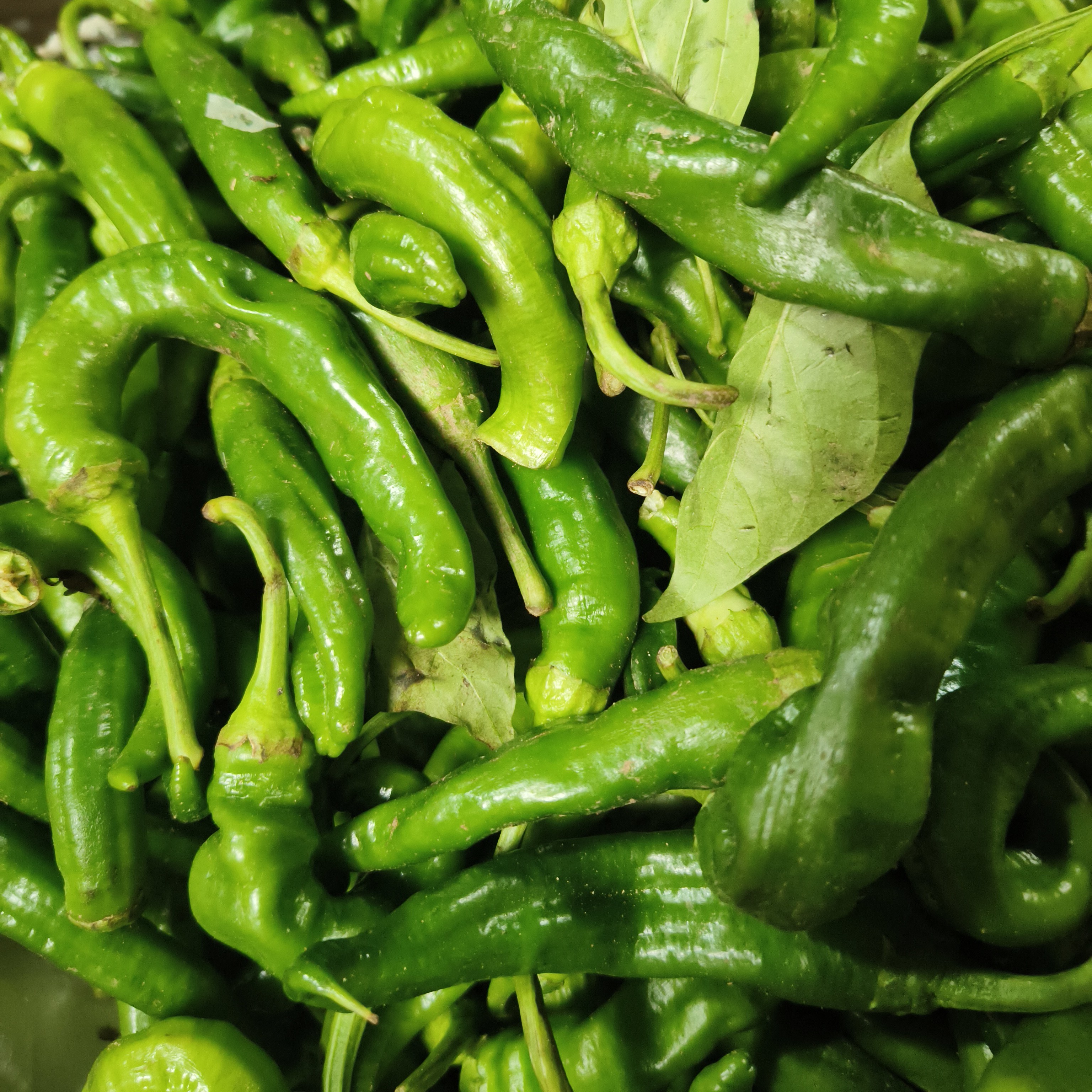 新鲜现摘现发青辣椒