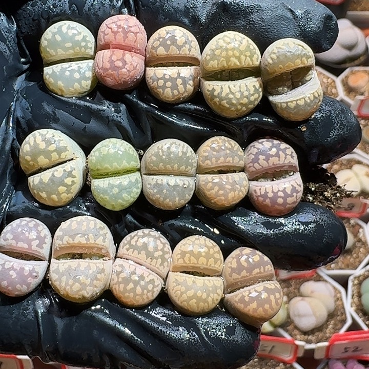 生石花223:：：：。  217