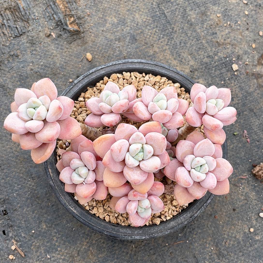 多肉植物多肉植物