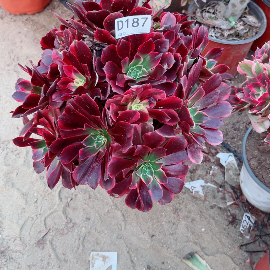 F***n187金丝雀多肉植物法师