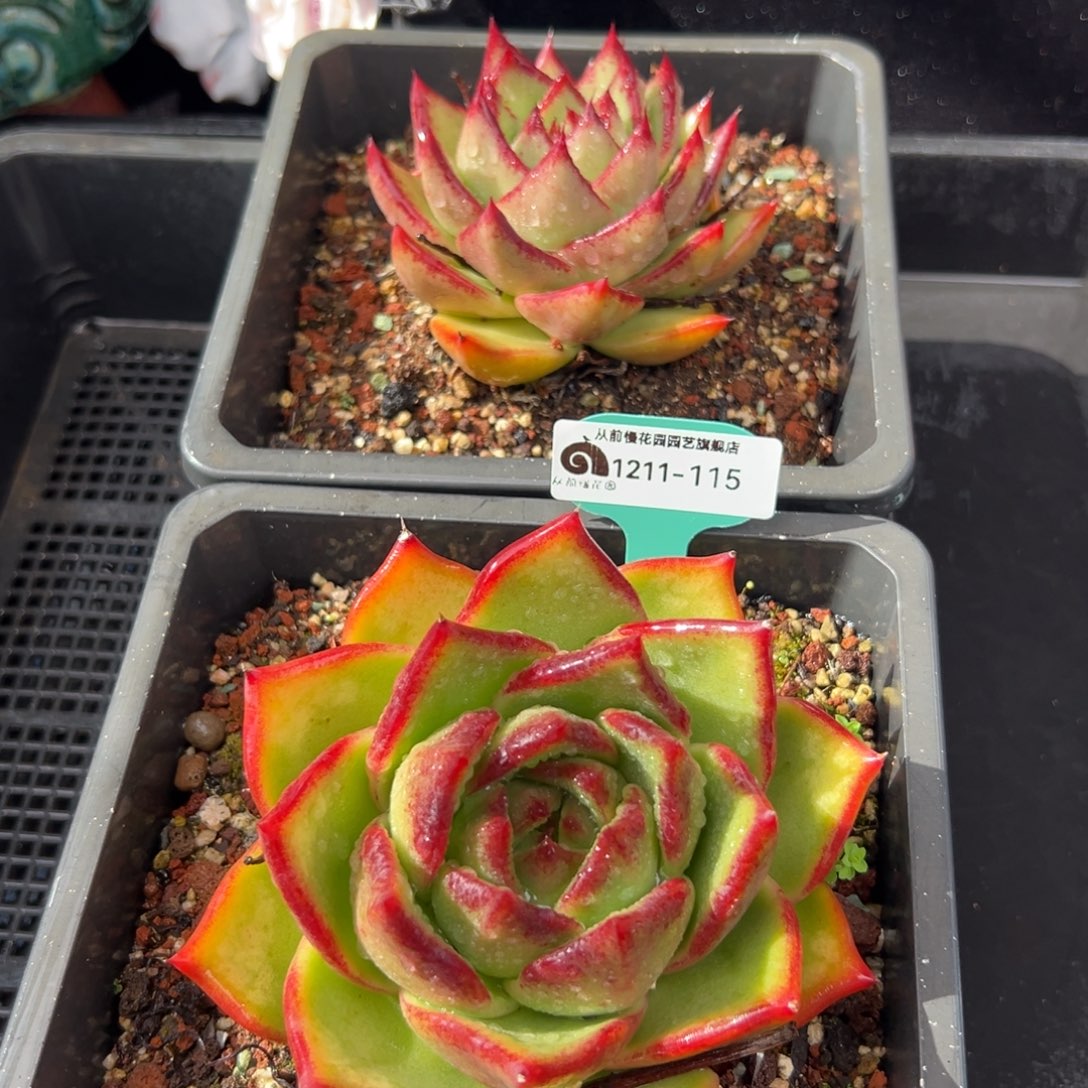 从前慢花园多肉编号1211-115