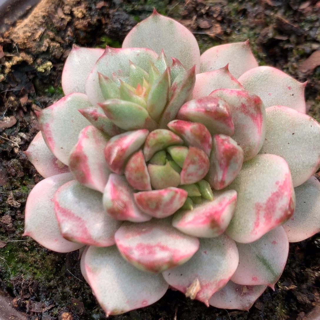 血燕j j j j j j j j j