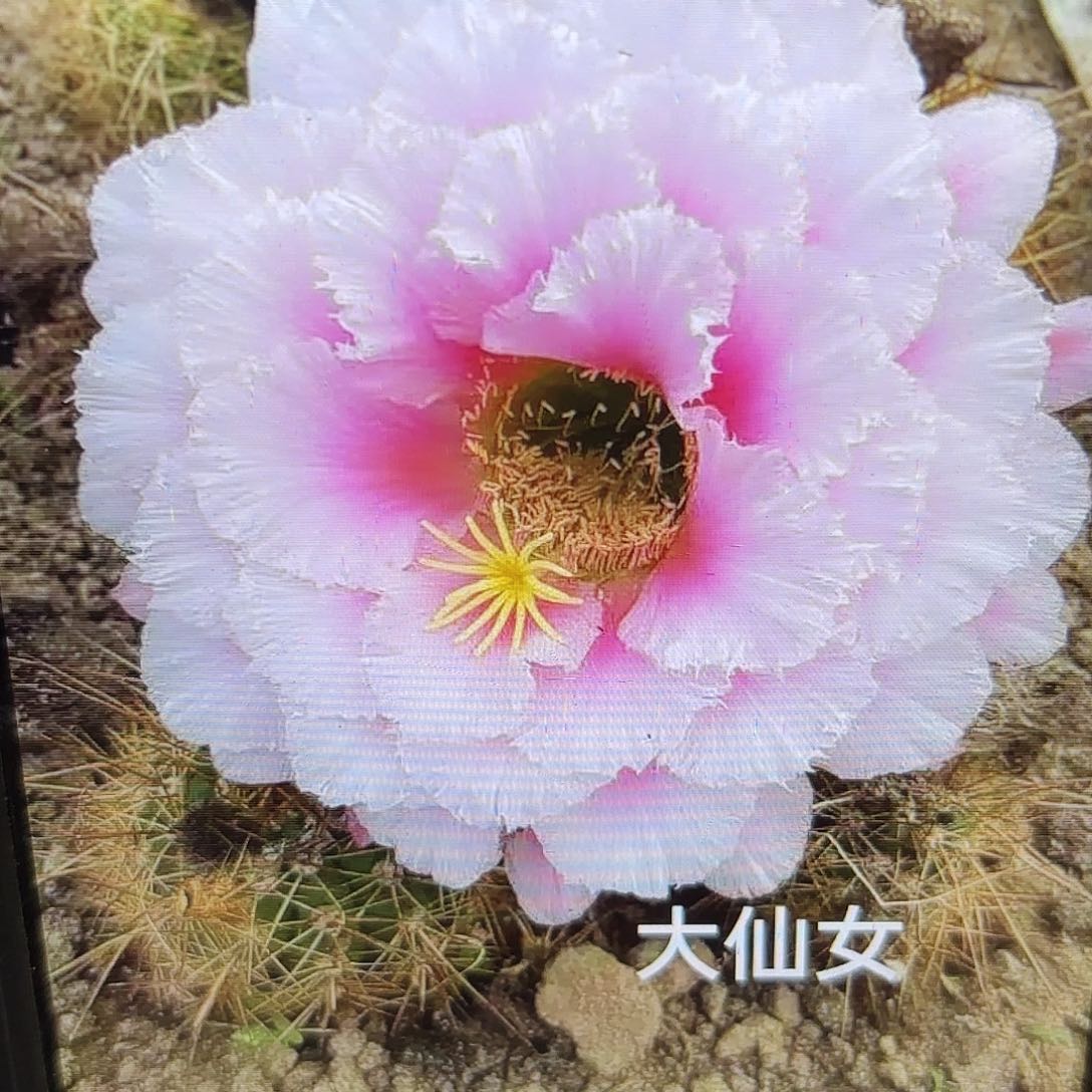 大仙女毛侧牙20包邮仙人球2