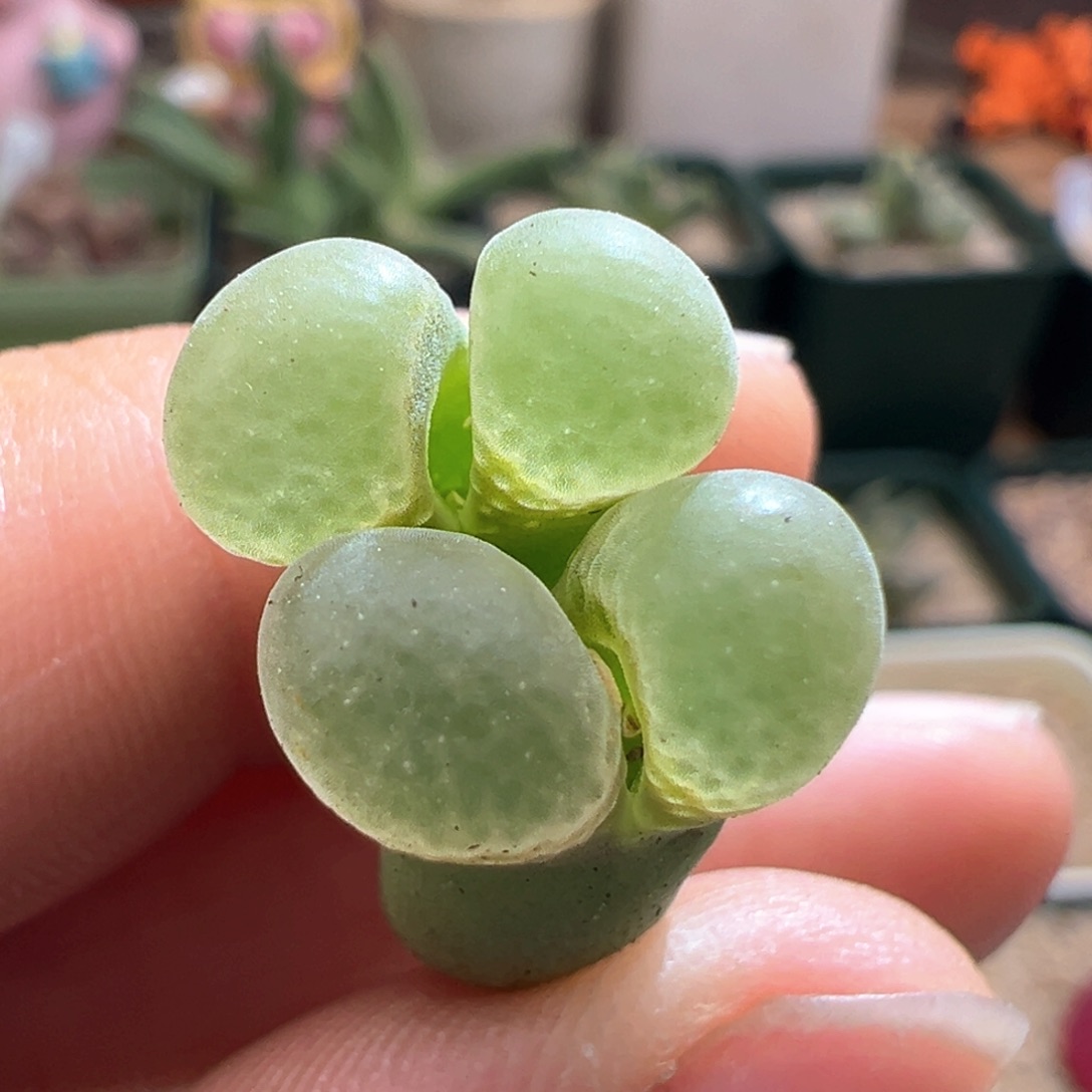 758 四年半1453.9樱花风铃