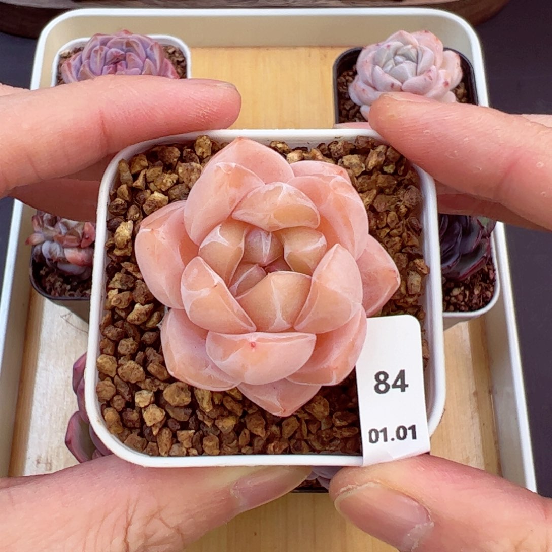 好好看84、哈哈哈哈